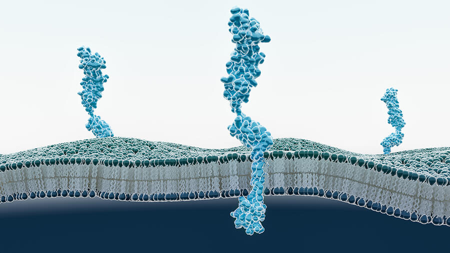 RAGE receptors in membrane, illustration #1 Drawing by Thom Leach / Science Photo Library RAGE receptors in membrane, illustration #1 Drawing by Thom Leach / Science Photo Library