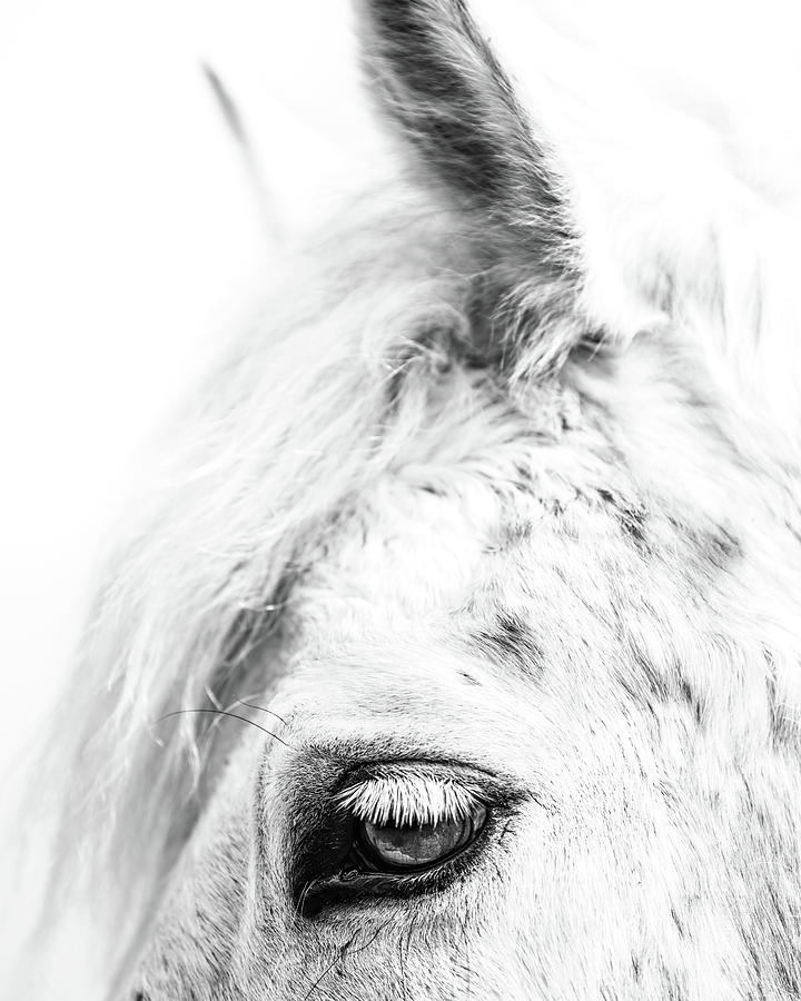 Raider - Horse Art #1 Photograph by Lisa Saint