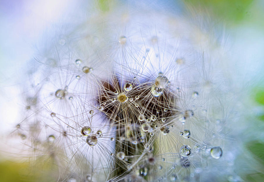 Rain drops on Dandelion Photograph by Lilia D