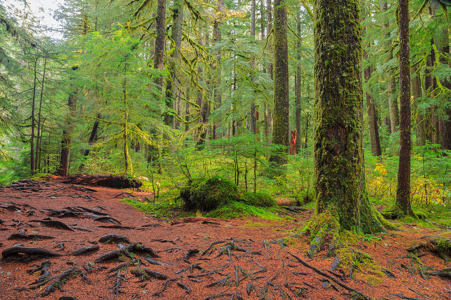 Rain Forest in Oregon #1 Photograph by Aiisha5