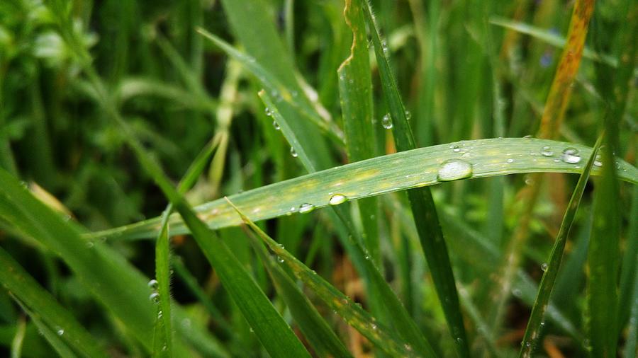 Rain On Gras Photograph by Elisabeth Blum - Fine Art America