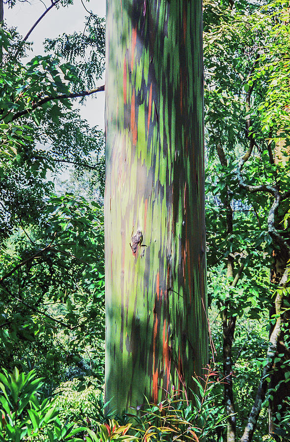Rainbow tree Hawaii #1 Photograph by Gordon Sarti