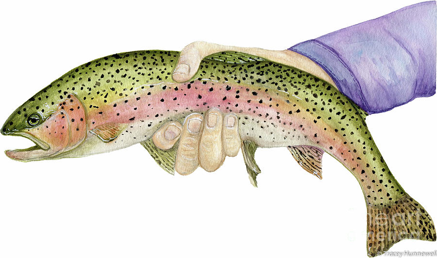 Rainbow Trout #1 Painting by Tracey Hunnewell