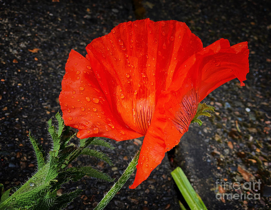 Raindrops on Poppy #1 Photograph by Jeanette French