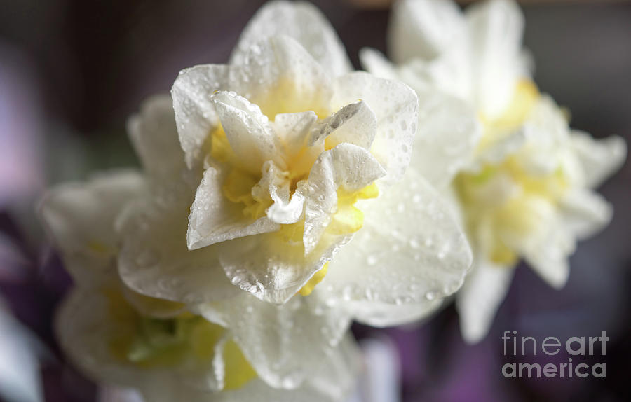 Rainy Daffodils #2 Photograph by Cathy Donohoue