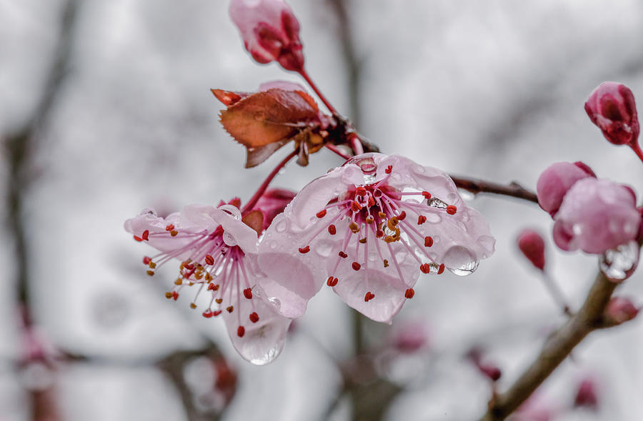 Rainy Day Blossoms #1 Photograph by Rachel Morrison