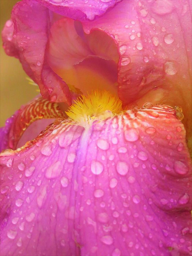 Flower Photograph - Rainy Days and Mondays  #2 by Lori Frisch