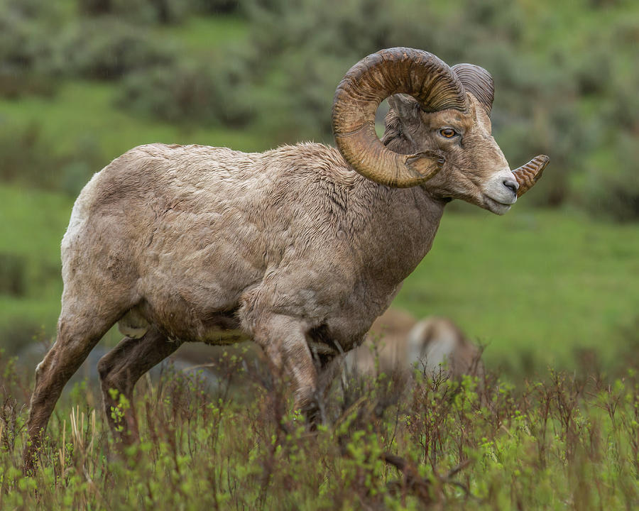 Ram Run In Rain Photograph by Yeates Photography - Fine Art America