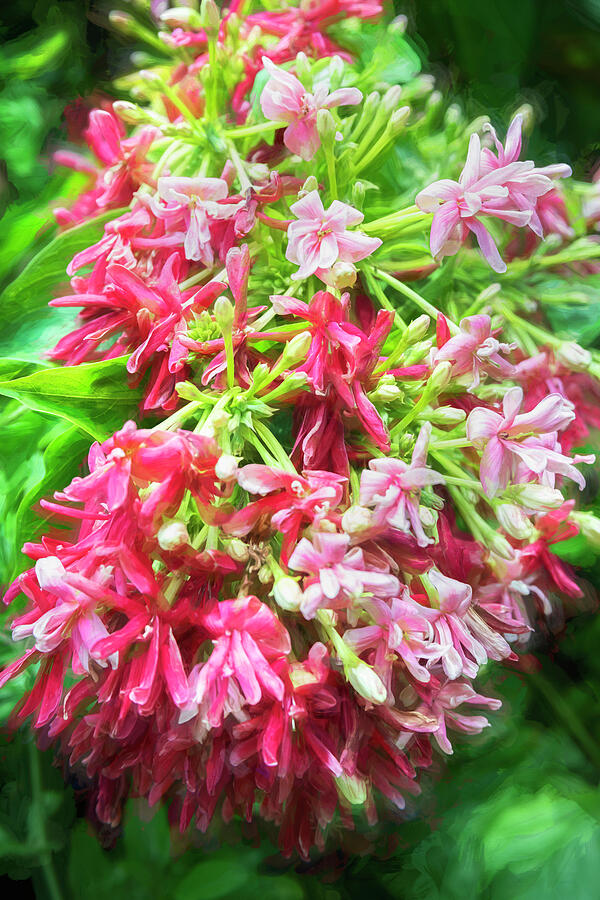 Rangoon Creeper Vine X120 #1 Photograph by Rich Franco Rangoon Creeper Vine X120 #1 Photograph by Rich Franco
