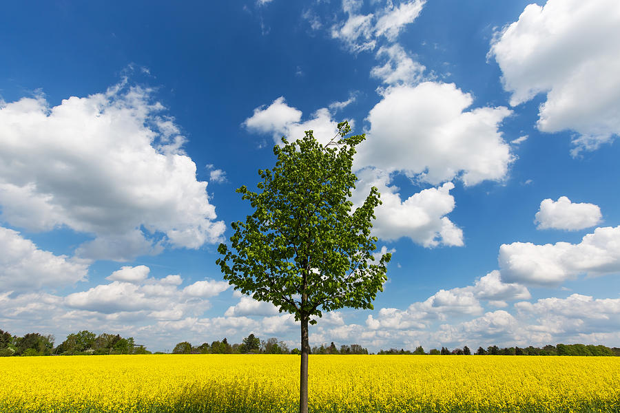Rapeseed field with one tree #1 Photograph by Fhm