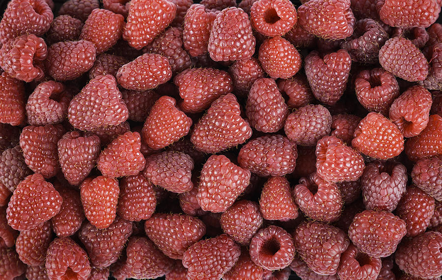 Raspberry #1 Photograph by Adam Smigielski