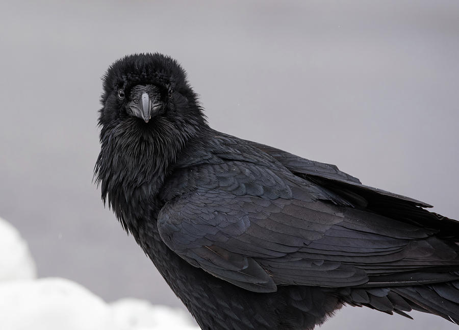 Raven #1 Photograph by David Kirby