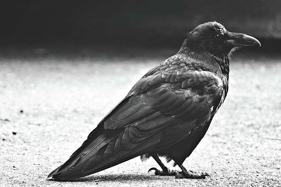 Raven Photograph