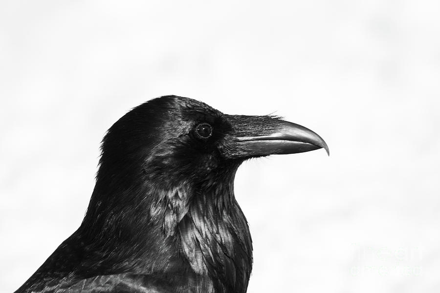Raven Profile #1 Photograph by Patrick Nowotny