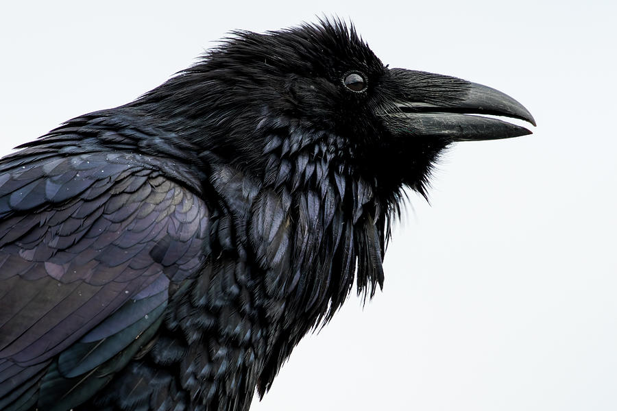 Ravishing Raven #1 Photograph by Michelle Pennell