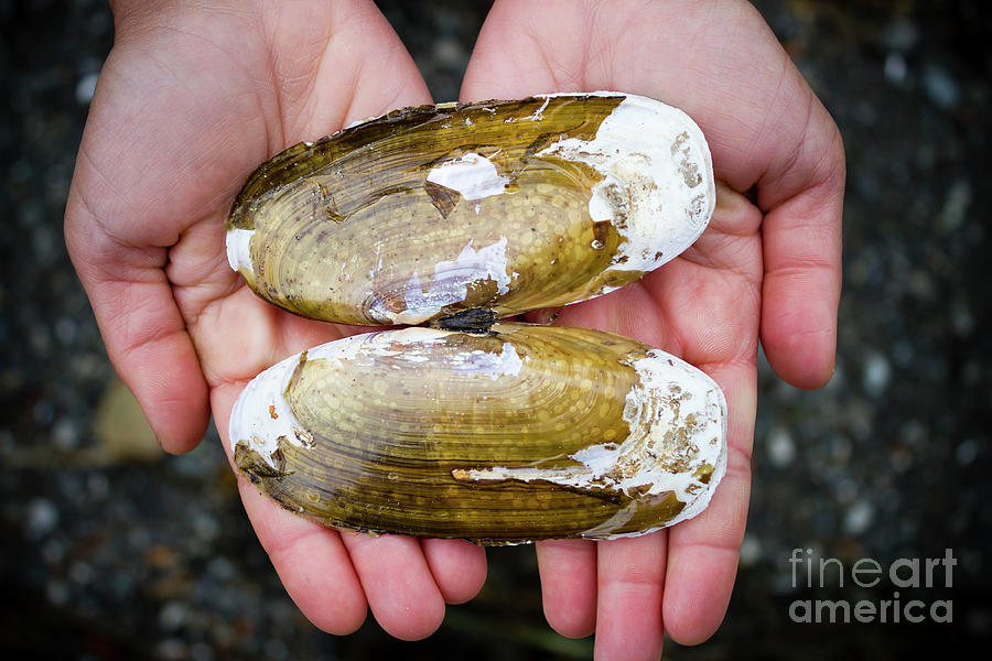 Razor Clam Shell Photograph by Kevin Miller Pixels