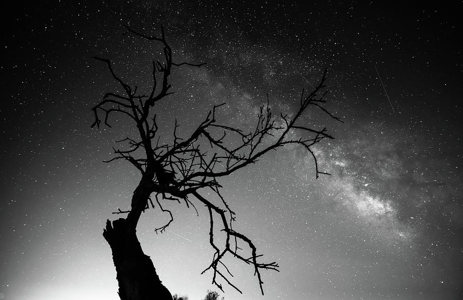 Reaching for the stars #1 Photograph by Gary Browne