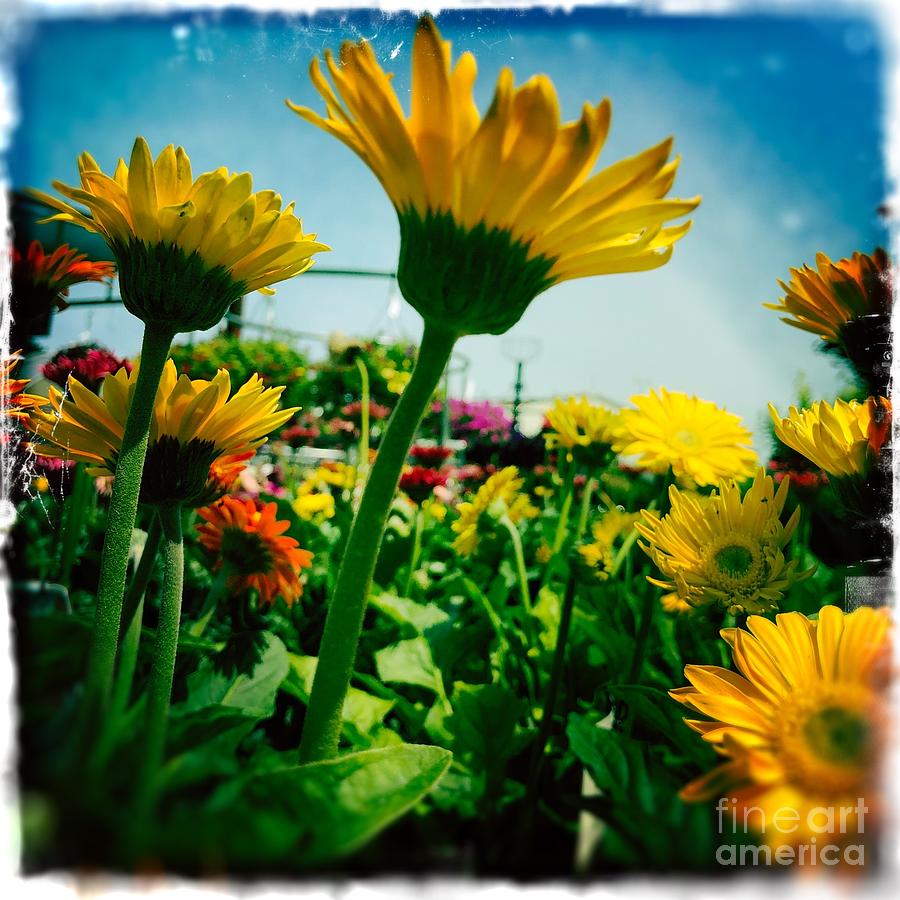 Reaching For The Sun Photograph By Miriam Danar Fine Art America 1574