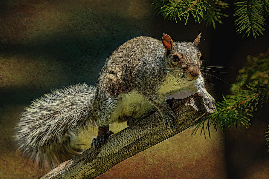 Squirrel Photograph - Ready To Jump by Cathy Kovarik