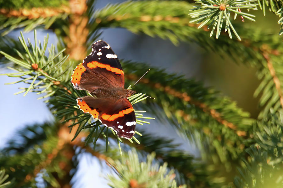 Red Admiral Butterfly #1 Photograph by Brook Burling