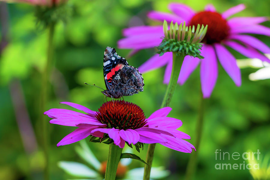 Red Admiral Butterfly Photograph