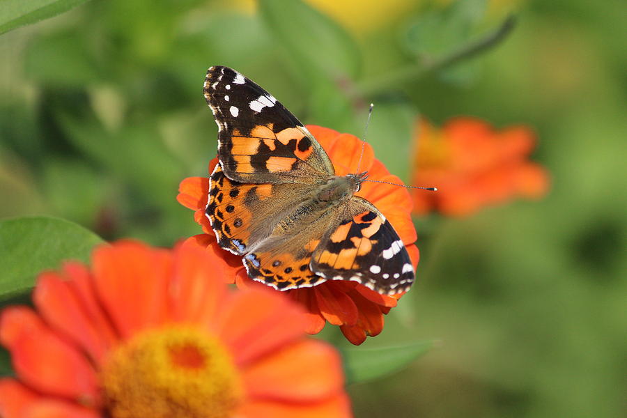 Red Admiral #1 Photograph by Callen Harty