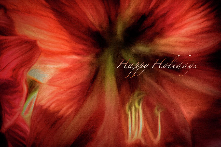 Red Amaryllis Holiday Card Photograph