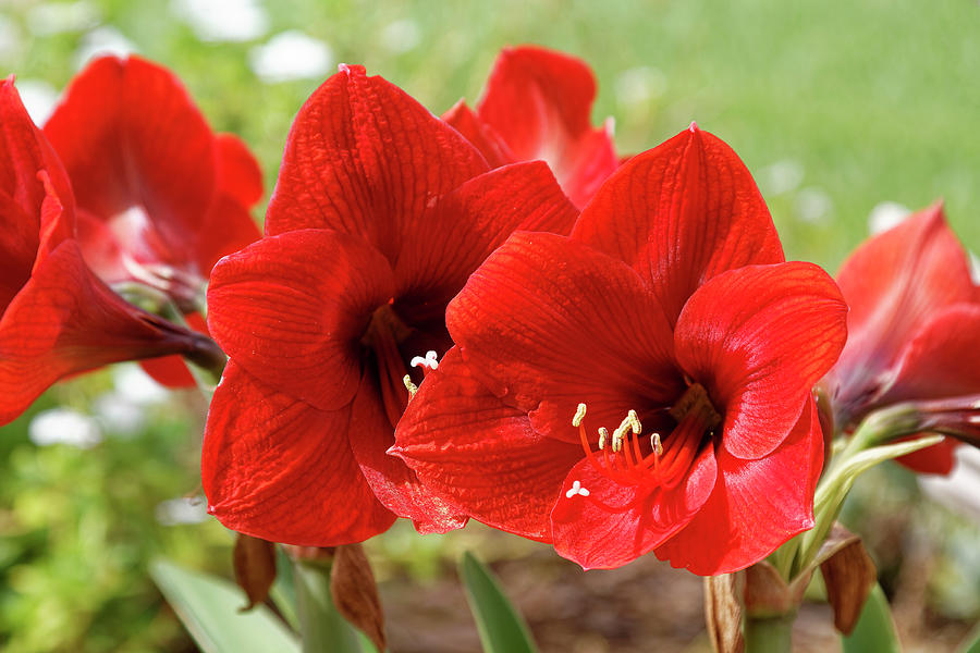 Red Amaryllis #1 Photograph by Sally Weigand