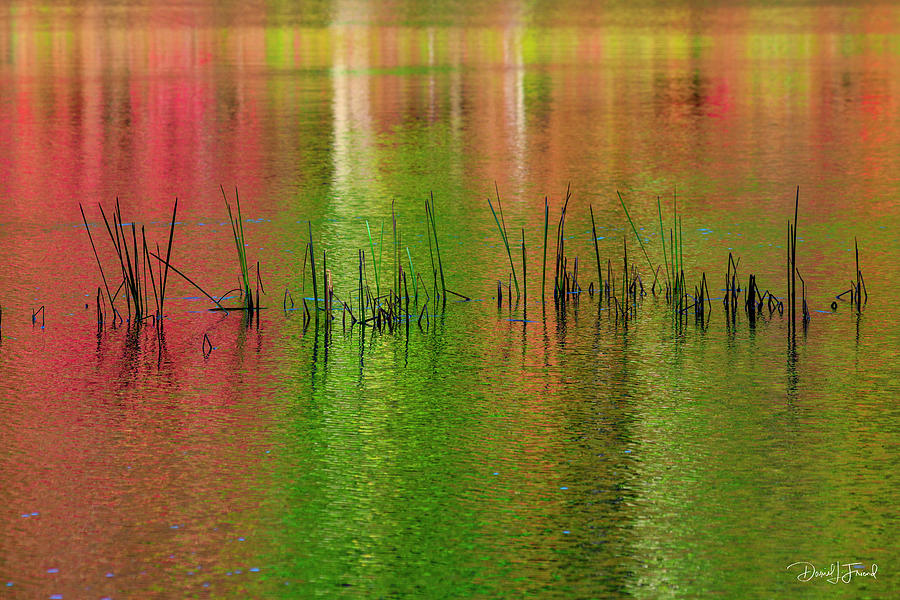 Red and Green colors reflection in water #1 Photograph by Dan Friend