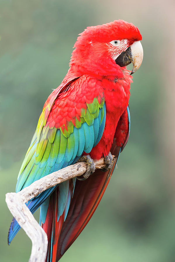 Red-and-green macaw Photograph by Gabrielle Therin-Weise - Fine Art America