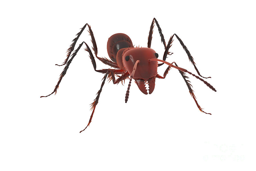 Red Ant Rendering Digital Art by Jonathan Lingel - Fine Art America