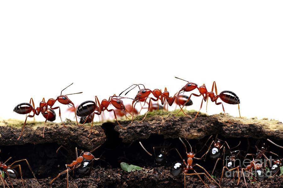 Red Ants Anthill On White Background #1 Digital Art by Benny Marty