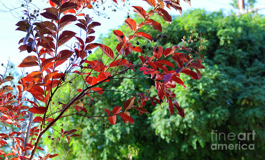 Red autumn fall leaves of a young Crepe Myrtle, Lagerstroemia in #1 Photograph by Milleflore Images