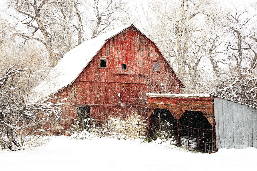 Red Barn in the Snow #1 Photograph by Ronda Kimbrow