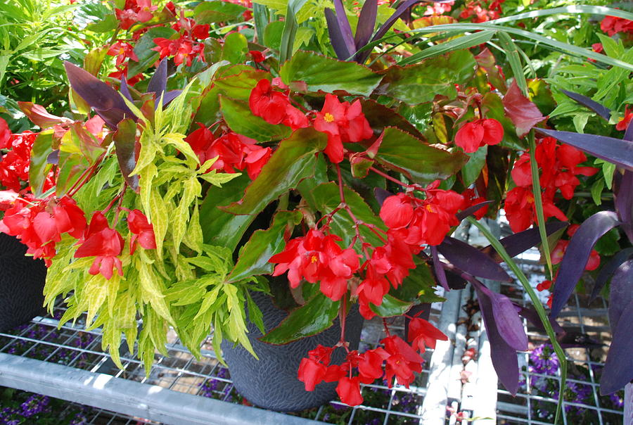 Red Begonias Photograph