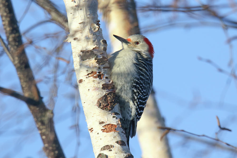 Red Bellied Woodpecker #1 Photograph by Brook Burling