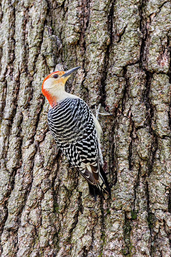 Red-Bellied Woodpecker #1 Photograph by Dale Kincaid