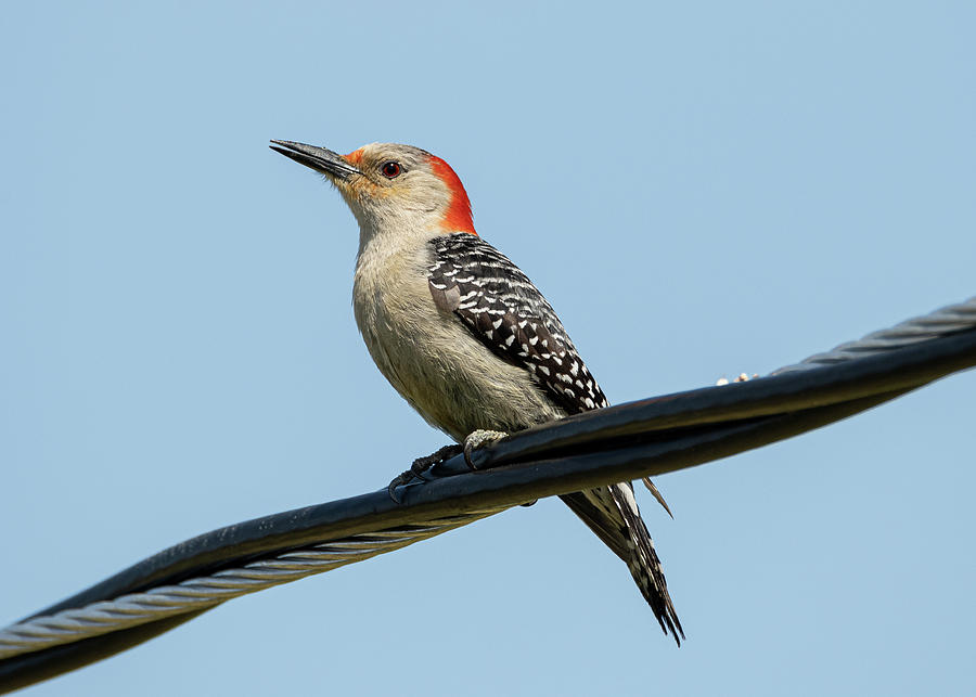 Red-Bellied Woodpecker  #1 Photograph by Holden The Moment