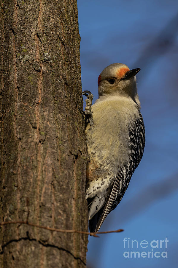 Red-bellied woodpecker #1 Photograph by JT Lewis