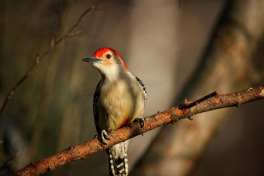 Red Bellied Woodpecker #1 Photograph by Karol Livote