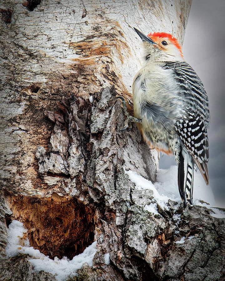 Red Bellied Woodpecker 1 Photograph By Roger Swieringa Fine Art America