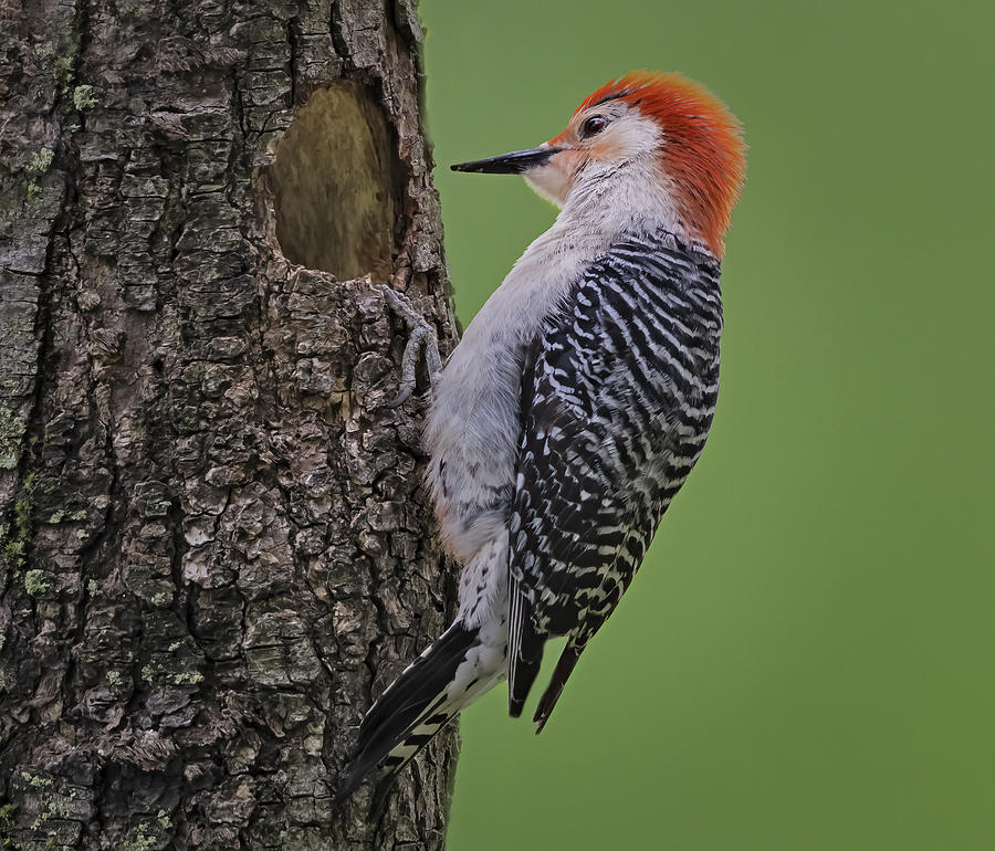 Red Bellied Woodpecker #1 Photograph by Susan Candelario