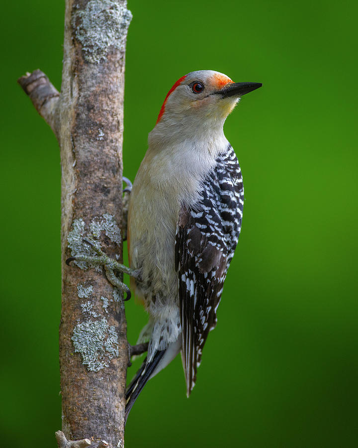Red bellied Woodpecker  #1 Photograph by Timothy McIntyre