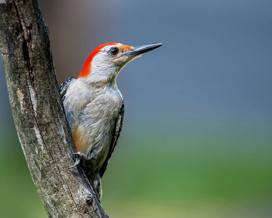 Red Belly Woodpecker Photograph by Cathy Kovarik