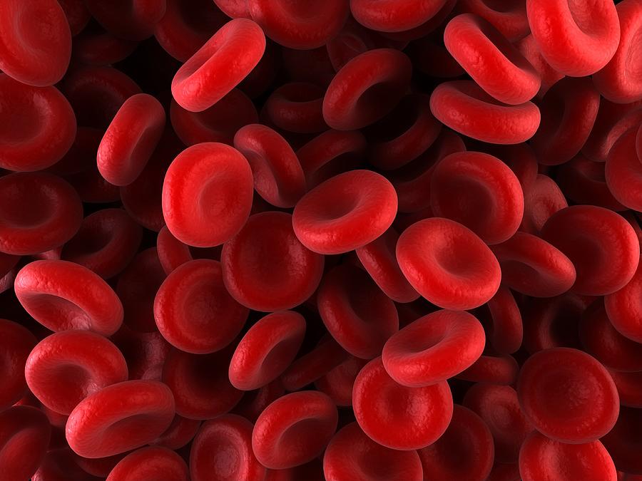 Red blood cells, artwork #1 Drawing by Science Photo Library - SCIEPRO