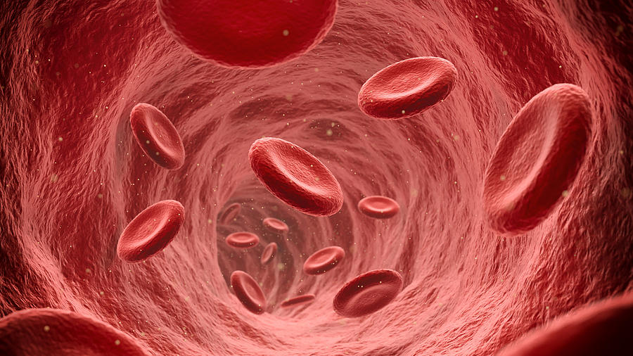 Red blood cells flowing through the blood stream #1 Photograph by ExperienceInteriors