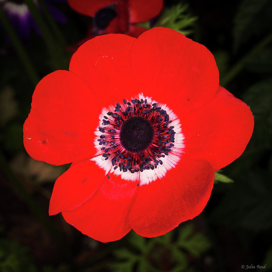 Red Windflower Photograph by Julia Reed - Fine Art America