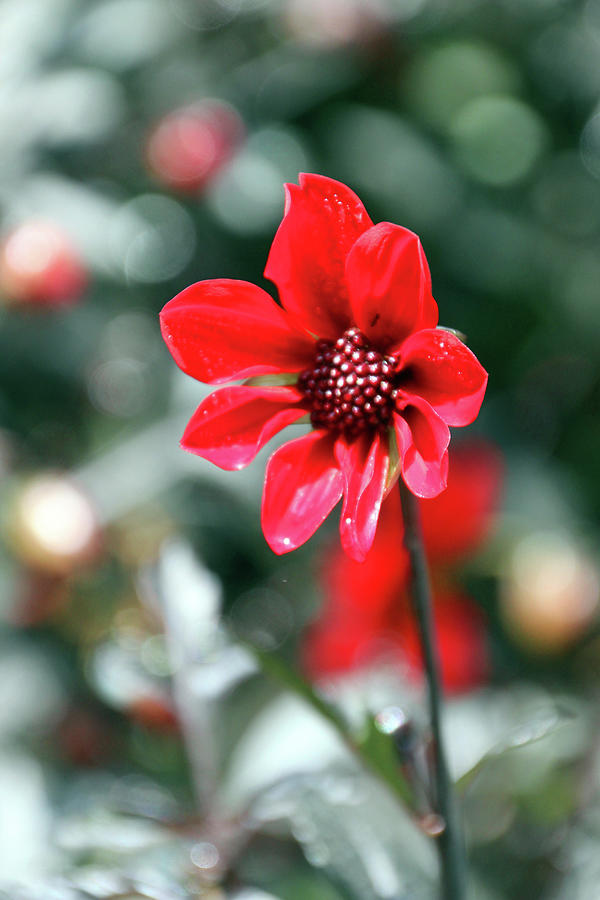 Red Bokeh #1 Photograph by Carolyn Stagger Cokley
