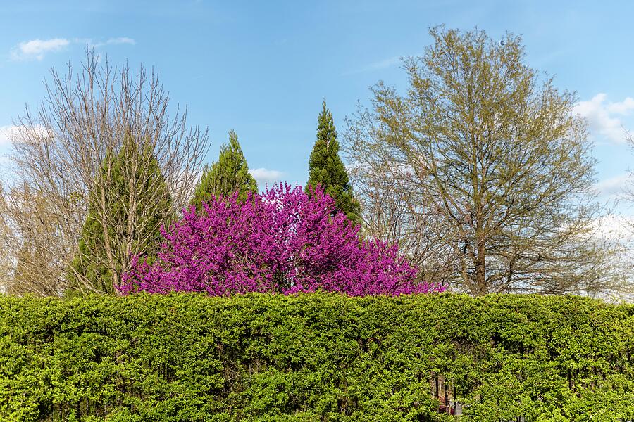 Red Bud in Spring #1 Photograph by Charles Hite Red Bud in Spring #1 Photograph by Charles Hite