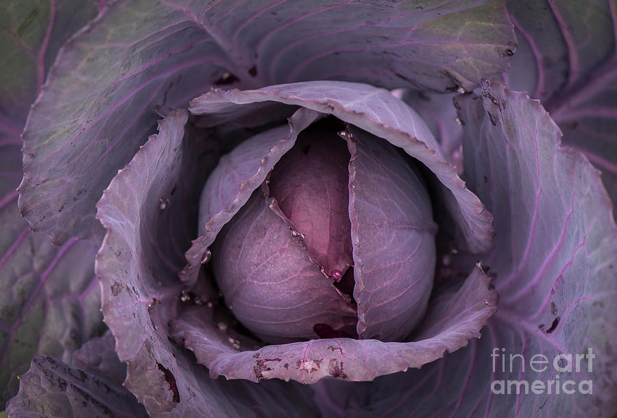 Red cabbage  #1 Photograph by Perry Van Munster